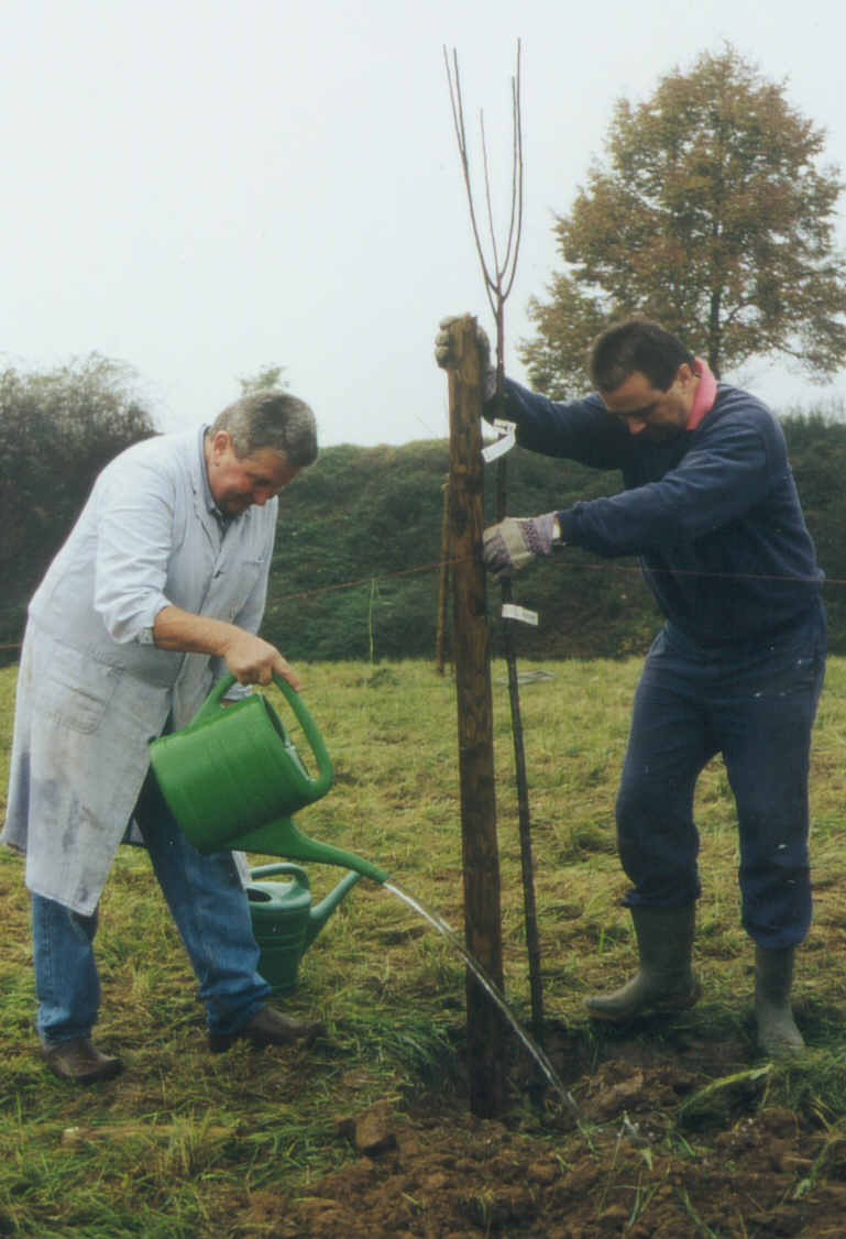 Obstwiese Pflanzung 3